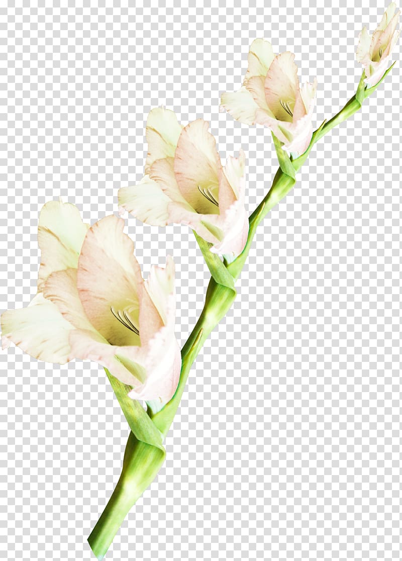 Cut flowers Plant Floral design, watercolor leaves transparent background PNG clipart