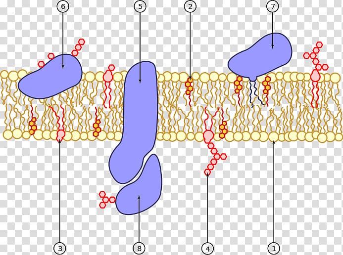 Cell membrane Biological membrane Membrane transport Membrane protein, others transparent background PNG clipart