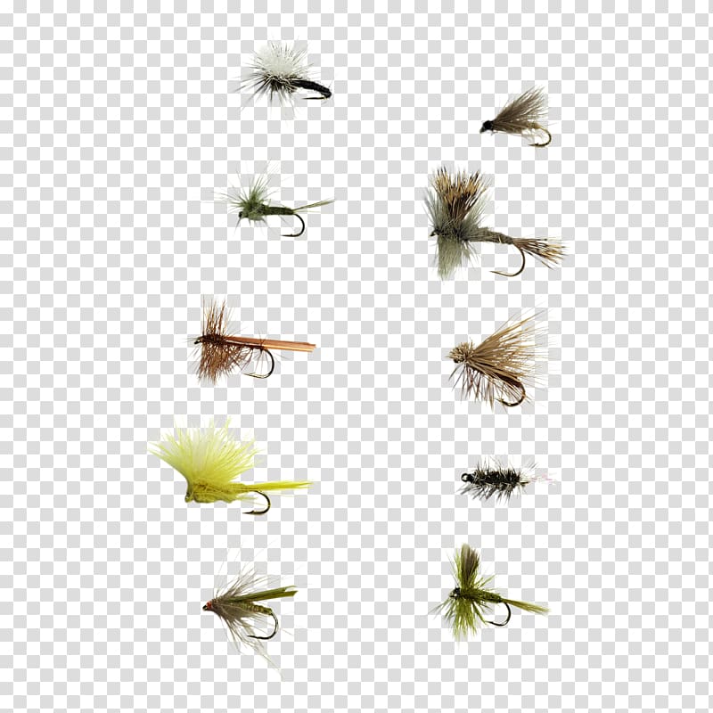 Insect Membrane, flying nymph transparent background PNG clipart