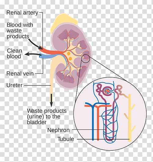 Nephron Artificial kidney Chronic kidney disease Diagram, Renal Artery transparent background PNG clipart