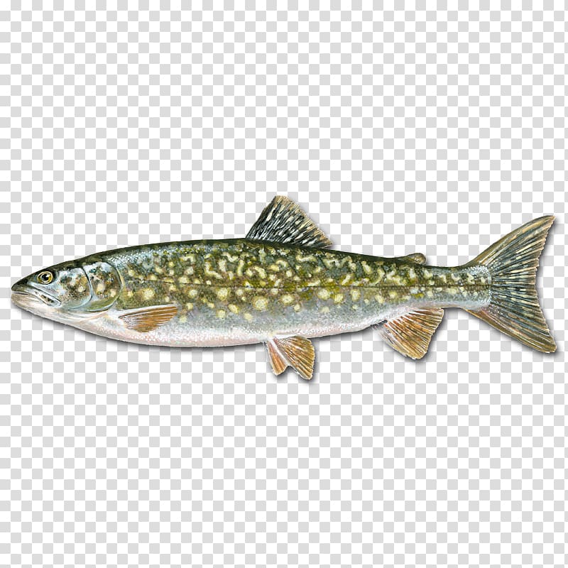 Rainbow trout Salmon Cutthroat trout Grass carp, Ye transparent background PNG clipart