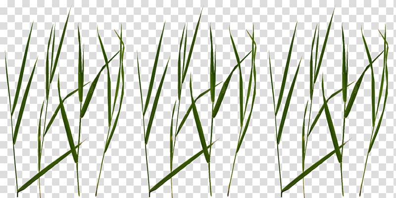 Blade Lawn Portable Network Graphics Texture mapping, Grass texture transparent background PNG clipart