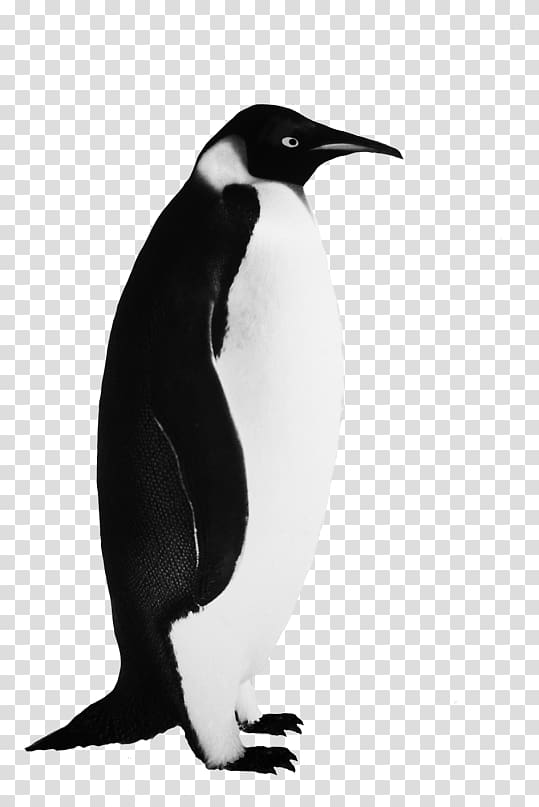 Emperor Penguin Bird , Penguin transparent background PNG clipart