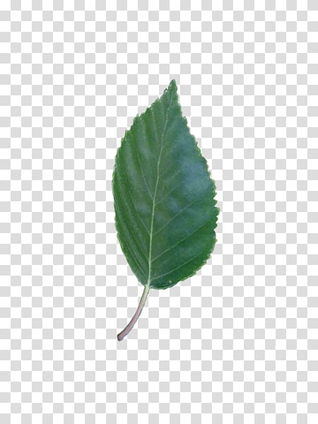 Leaf Plant stem, betula pendula transparent background PNG clipart
