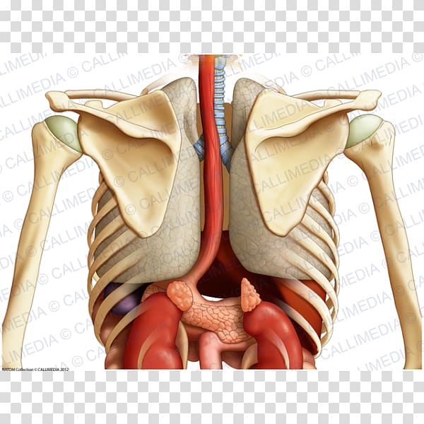 Abdomen Organ Human body Pelvis Shoulder, abdomen anatomy transparent background PNG clipart