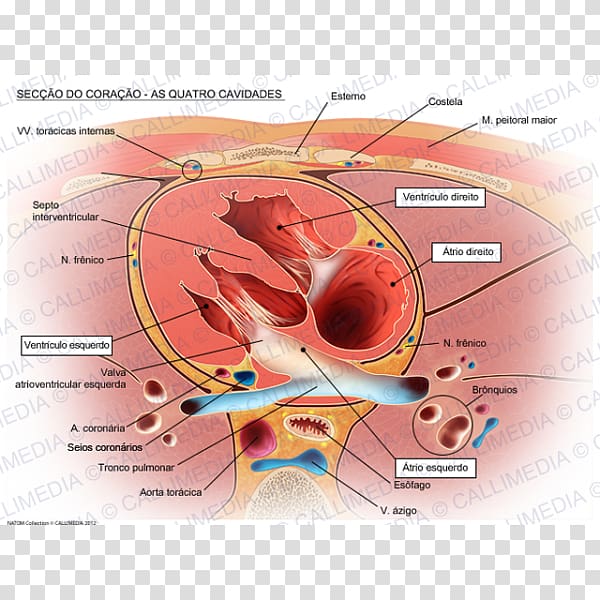 Heart valve Human anatomy Circulatory system, heart transparent background PNG clipart