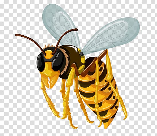 Insect morphology Hornet , insect transparent background PNG clipart