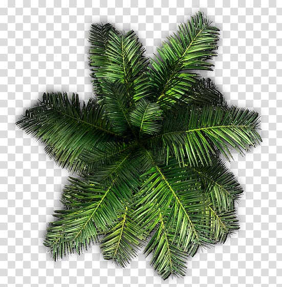 green leafed decor illustration, Tree Plant Saribus rotundifolius Areca palm, tree top transparent background PNG clipart