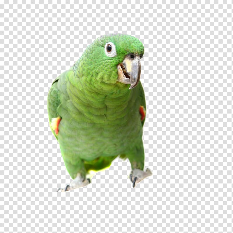 True parrot Bird Southern mealy amazon Turquoise-fronted amazon Yellow-headed amazon, parrot transparent background PNG clipart