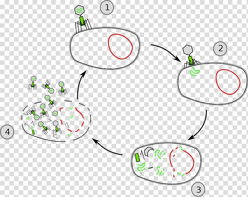 Lysis Lytic cycle Cell Virus Lysogenic cycle, sterilized virus cell transparent background PNG clipart