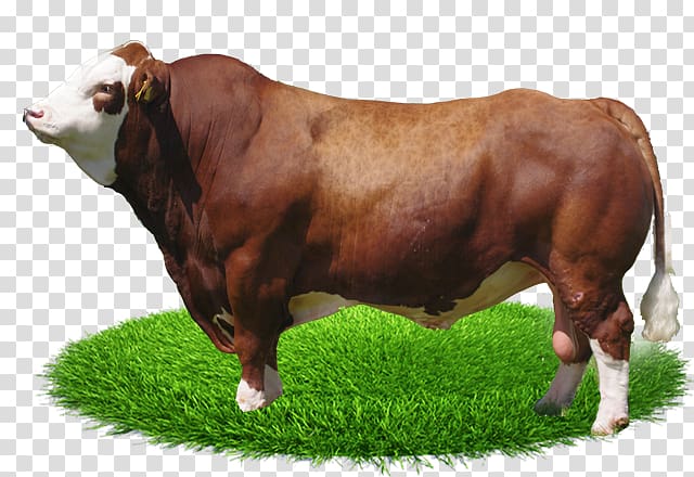 Bull Fleckvieh Simmental cattle Calf Norwegian Red, bull transparent background PNG clipart