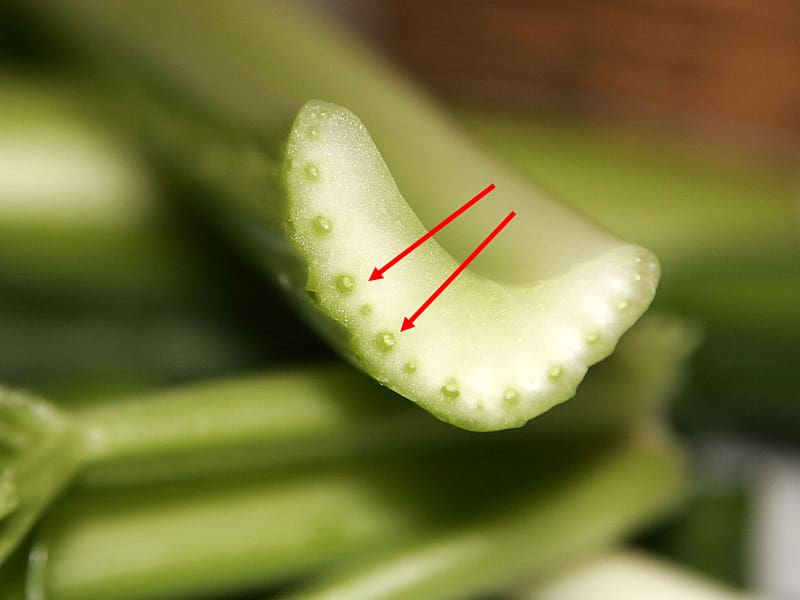 Stuffing Leaf celery Plant stem Vascular tissue, Celery transparent background PNG clipart