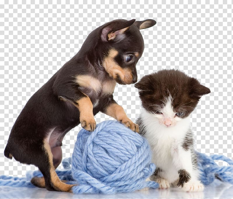 play ball of puppies and kittens transparent background PNG clipart