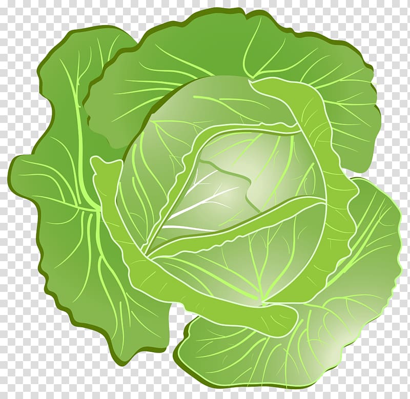 Wild cabbage Icon, Cabbage transparent background PNG clipart