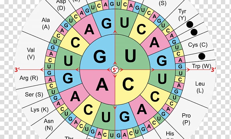 Translation Genetic code RNA Amino acid DNA codon table, ring diagram transparent background PNG clipart