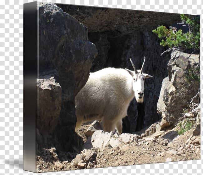 Mountain goat Fauna Wildlife, King of the hill transparent background PNG clipart