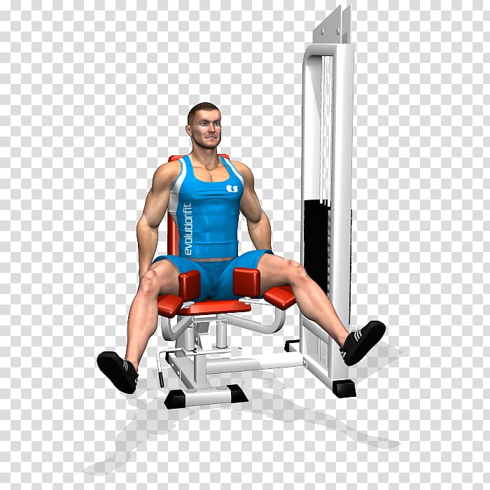 Adductor muscles of the hip Adduktor Thigh Exercise, others transparent background PNG clipart