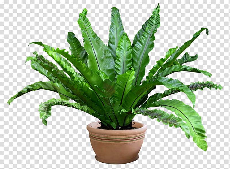 Grow light Plant Flowerpot, pot leaf transparent background PNG clipart
