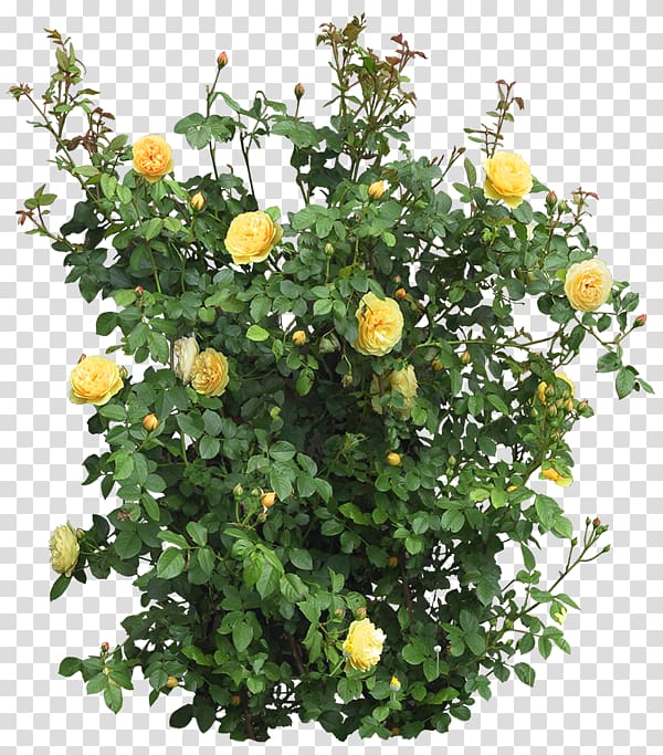 yellow flowers, Garden roses Flower Shrub Tree, rose bush transparent background PNG clipart