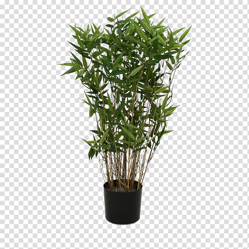 Lucky bamboo Plastic Flowerpot Plant, bamboo transparent background PNG clipart
