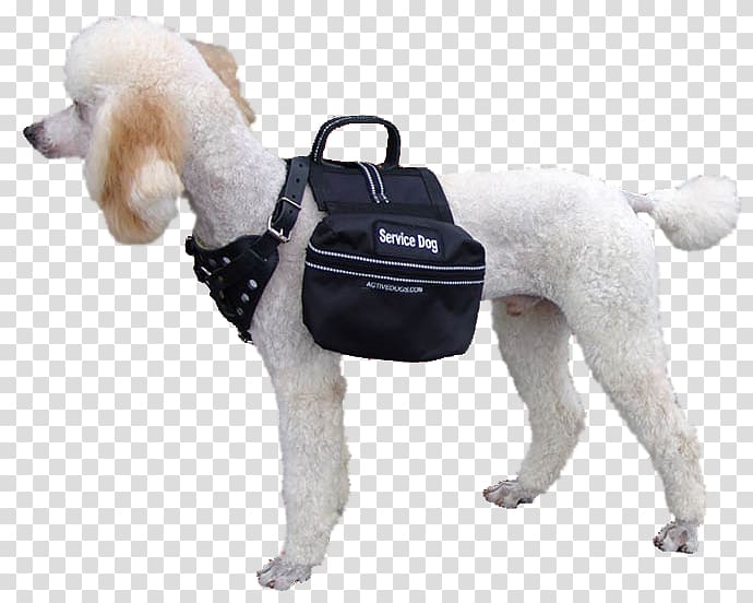 Poodle Puppy Dog breed Service dog Working dog, poodle transparent background PNG clipart