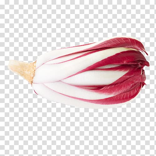 Radicchio rosso di Treviso Chicory Vegetable, others transparent background PNG clipart
