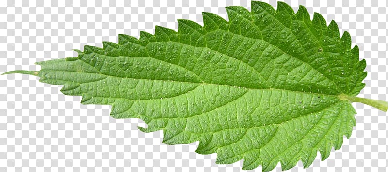 Nettle transparent background PNG clipart