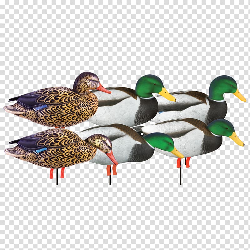 Mallard Duck decoy Goose, jemima puddle duck transparent background PNG clipart