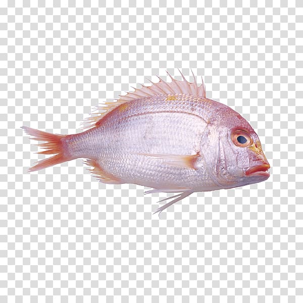 Fish Red Pink Pagrus major, Fish transparent background PNG clipart