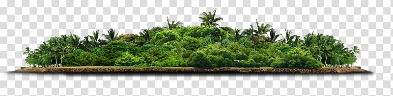 green palm tree island, Tree , forest transparent background PNG clipart