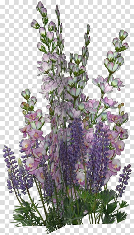 English lavender Borders and Frames Flower Violet, flowers bunch transparent background PNG clipart
