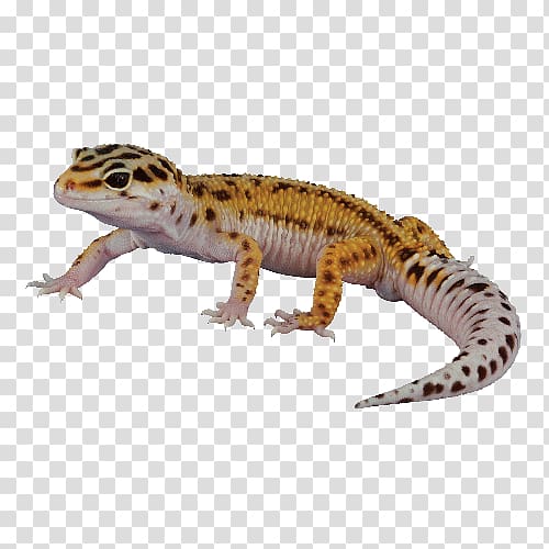 Afghan leopard gecko Reptile Lizard Chameleons, leopard transparent background PNG clipart