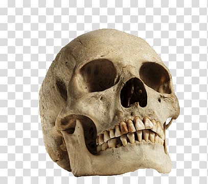 human skull illustration, Human Skull Looking Up transparent background PNG clipart