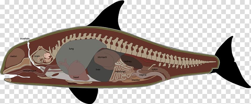 Sperm whale Toothed whale Killer whale Anatomy, walrus transparent background PNG clipart