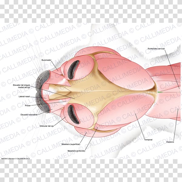 Anconeus muscle Muscular system Posterior compartment of the forearm Nerve, others transparent background PNG clipart