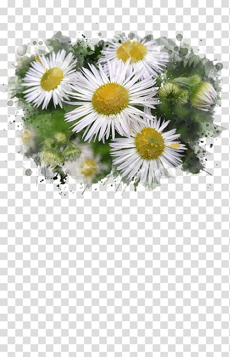 Common daisy Watercolor painting Floral design Still life, watercolor daisy transparent background PNG clipart