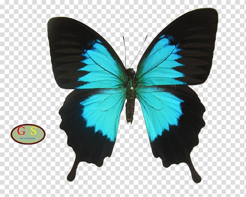 Ulysses butterfly Rajah Brooke's birdwing Ornithoptera priamus, butterfly transparent background PNG clipart