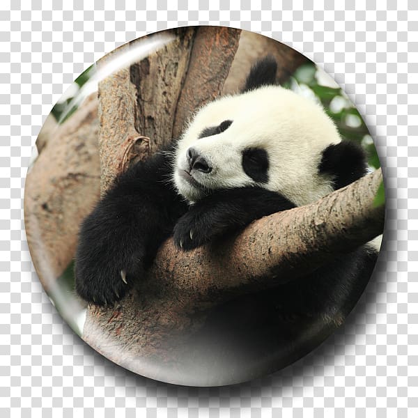 The Giant Panda Pandas Cute Panda Yuan Zi et Huan Huan, Panda SLEEP transparent background PNG clipart