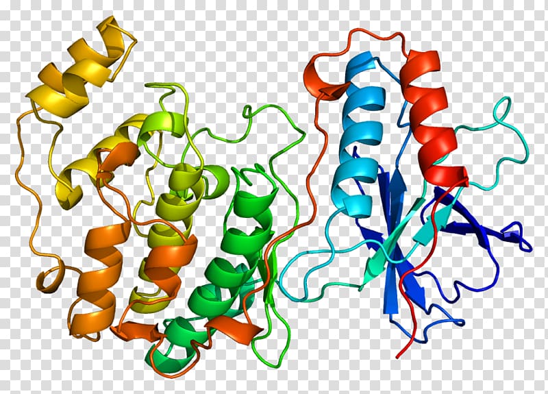 Biocybernetics Biology Biological system Biochemistry, Ampactivated Protein Kinase transparent background PNG clipart