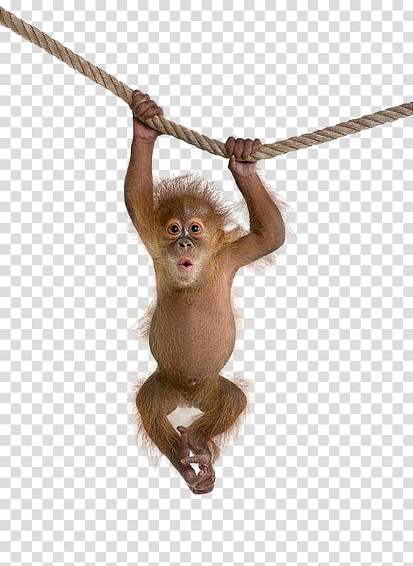 brown monkey hangs on rope, Macaque Monkey , Monkeys hanging on a rope transparent background PNG clipart