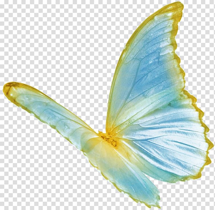 Butterfly Color, blue butterfly transparent background PNG clipart