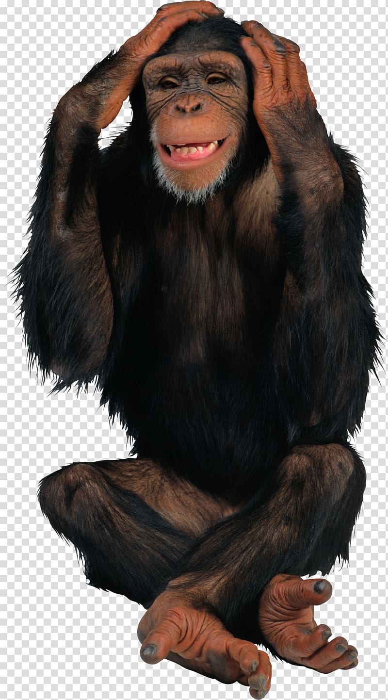 Chimpanzee Monkey Desktop , black gorilla transparent background PNG clipart