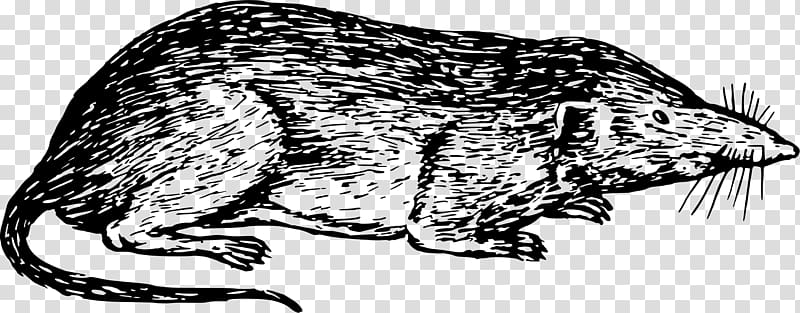 Cat Common shrew Canidae , mouse transparent background PNG clipart