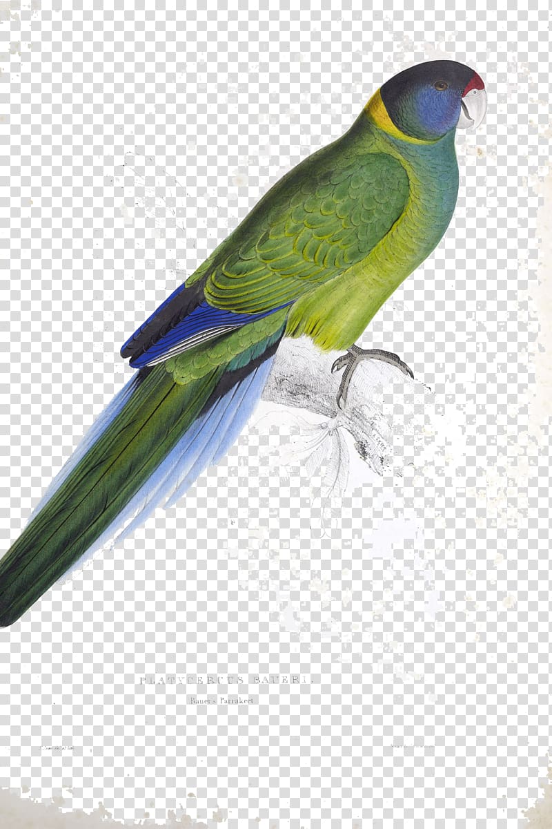 Budgerigar Illustrations of the Family of Psittacidae, or Parrots Australian ringneck Parakeet, parrot transparent background PNG clipart