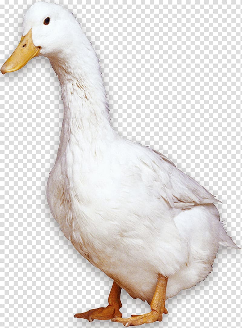 American Pekin Peking duck Bird Domestic goose, White Duck transparent background PNG clipart