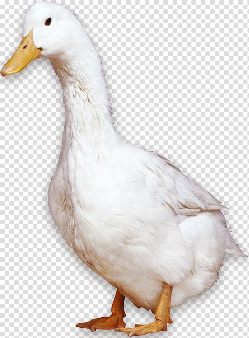 Free download | American Pekin Peking duck Bird Domestic ...