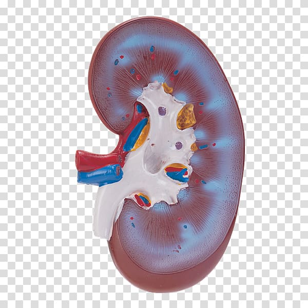 Acute kidney injury Organ Human body Viscus, others transparent background PNG clipart