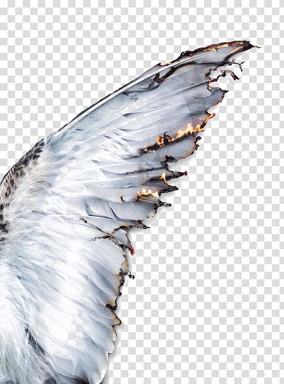 Daedalus Icarus Wing Greek mythology Feather, White feathers transparent background PNG clipart