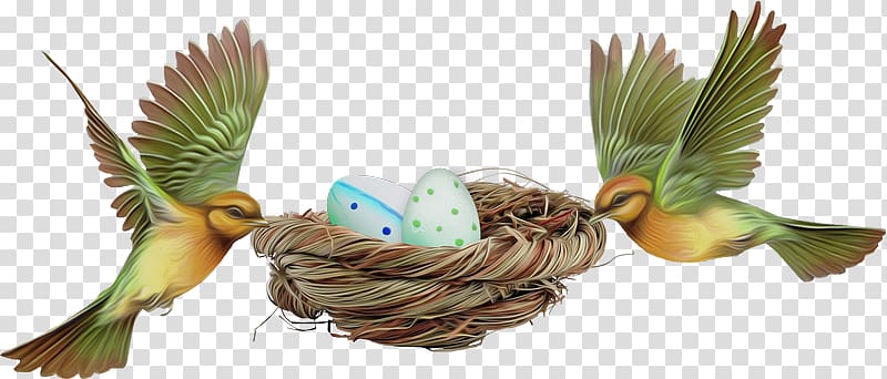 Bird egg Bird egg Easter Red factor canary, Bird transparent background PNG clipart