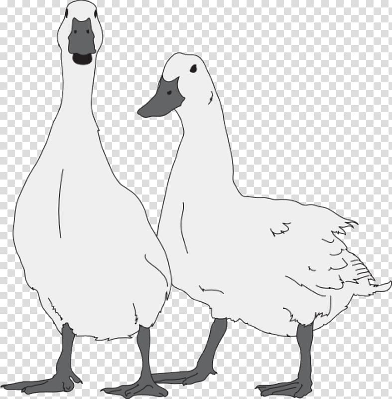 Duck Snow goose Cygnini Bird, duck transparent background PNG clipart